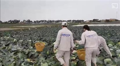 Airtech Thế Long: Mua nông sản giải cứu nông dân Hải Dương rồi phát miễn phí cho người dân